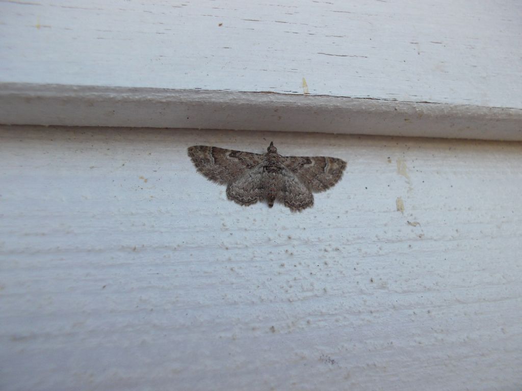 Eupithecia sp. No, Gymnoscelis rufifasciata, Geometridae